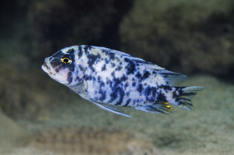 Maylandia zebra 'Mala Point'